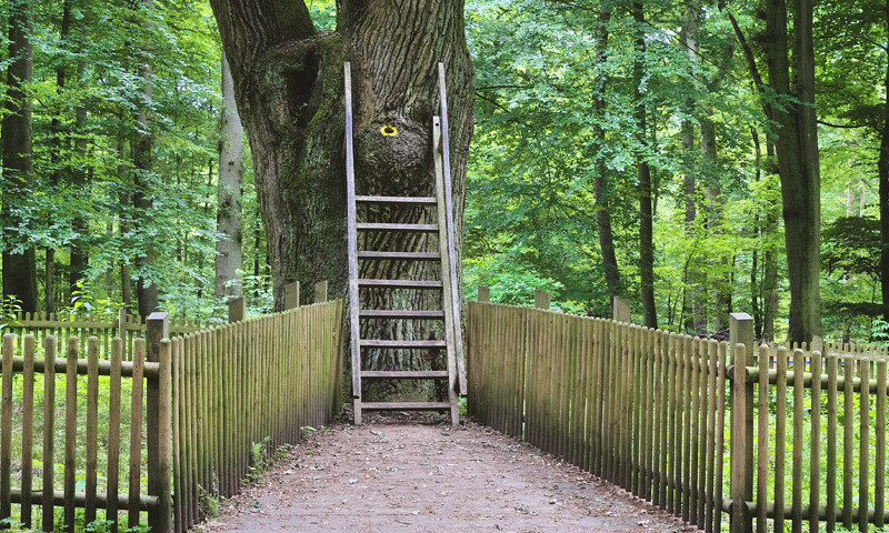 Die Bräutigamseiche in Eutin - ein Baum mit Postanschrift